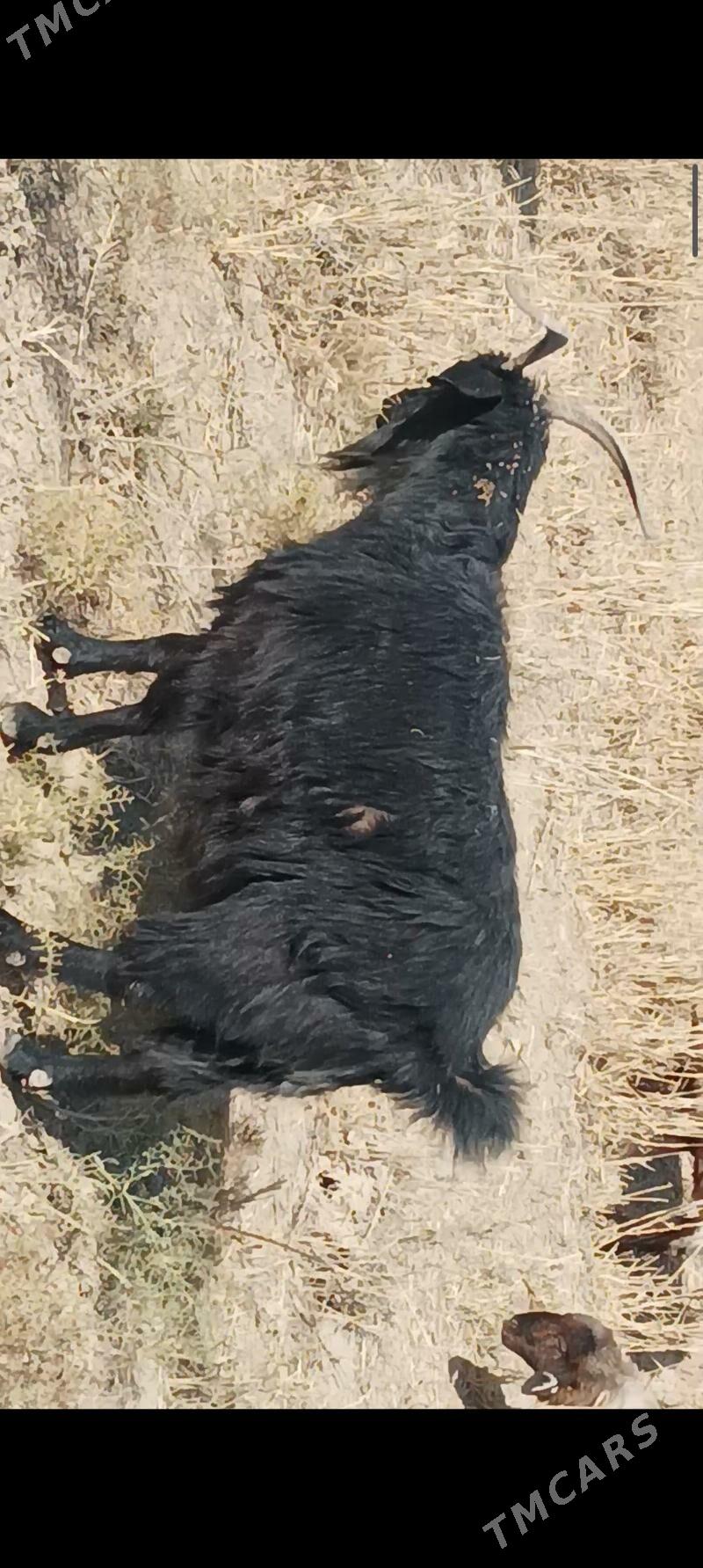 erkec geci - Kaka - img 5