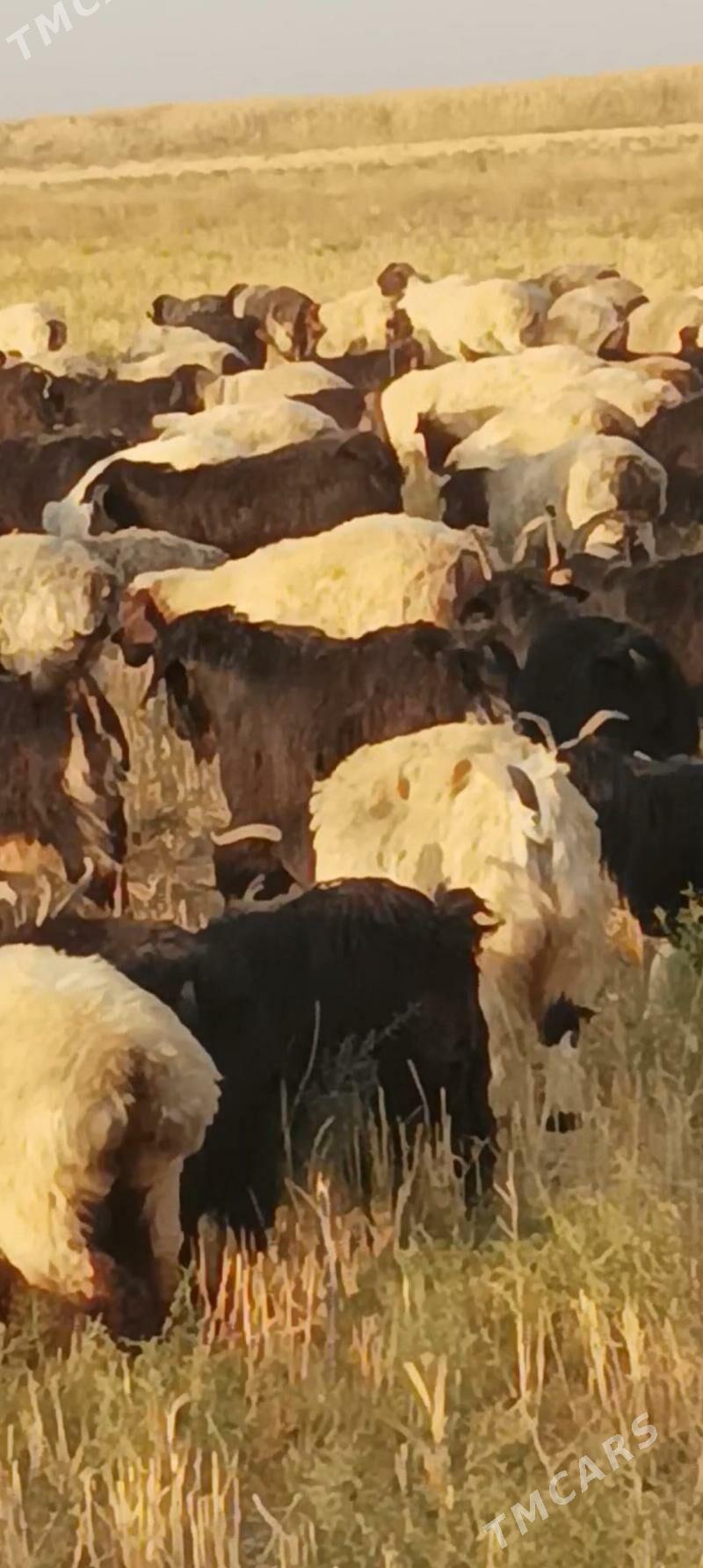 erkec geci - Kaka - img 1