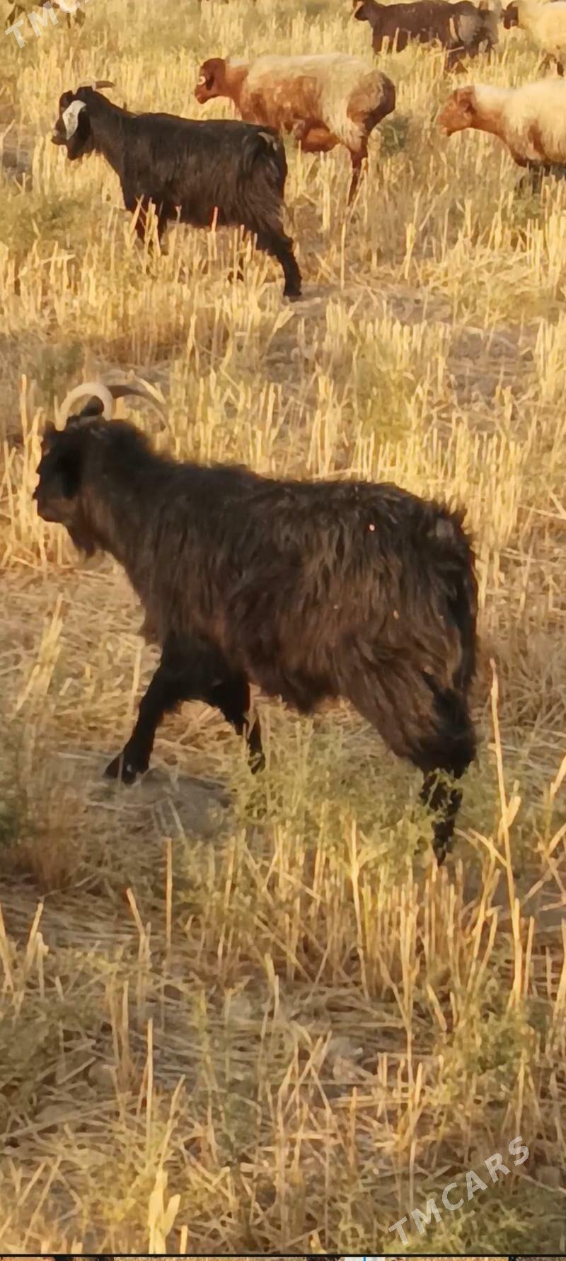 erkec geci - Kaka - img 4