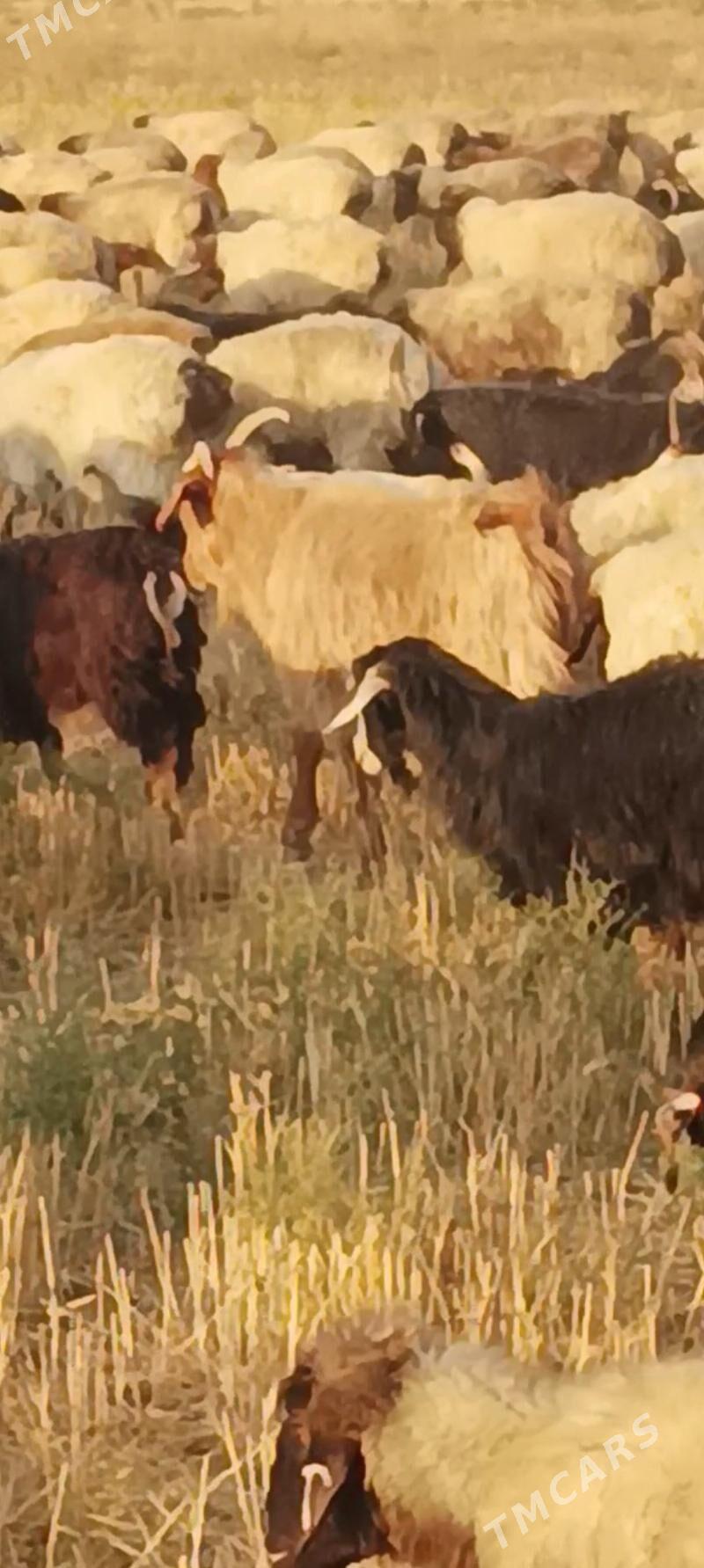 erkec geci - Kaka - img 2