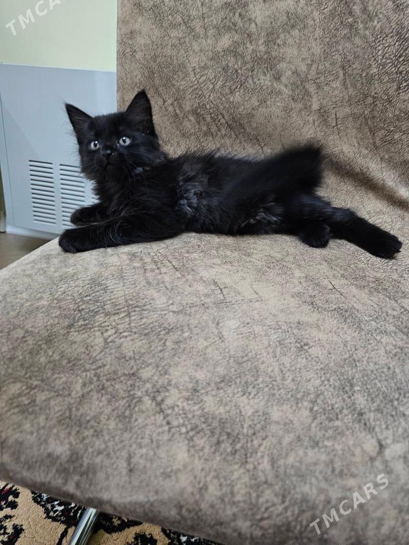 шотландский кот - Aşgabat - img 2