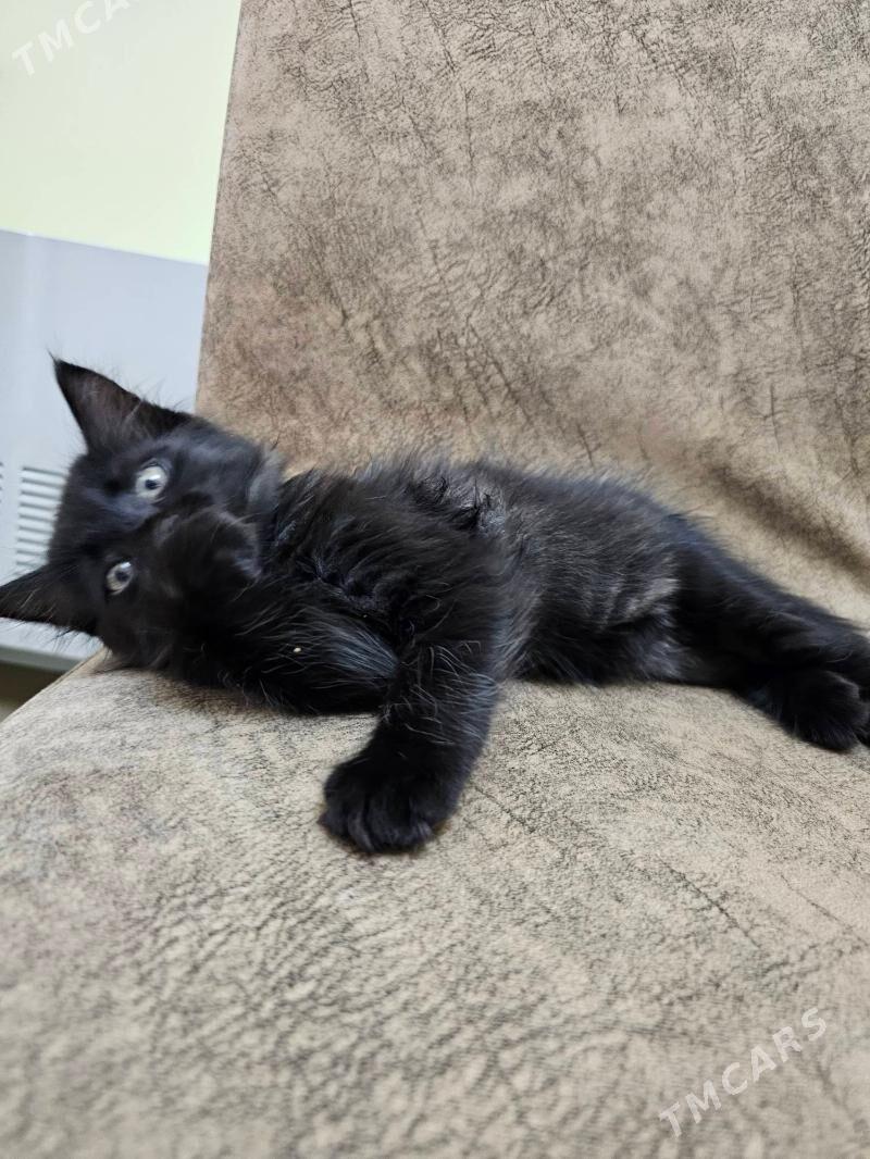 шотландский кот - Aşgabat - img 1