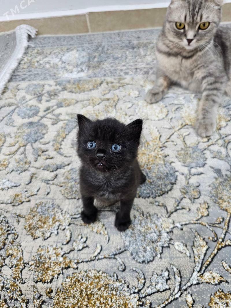 шотландский кот - Aşgabat - img 9