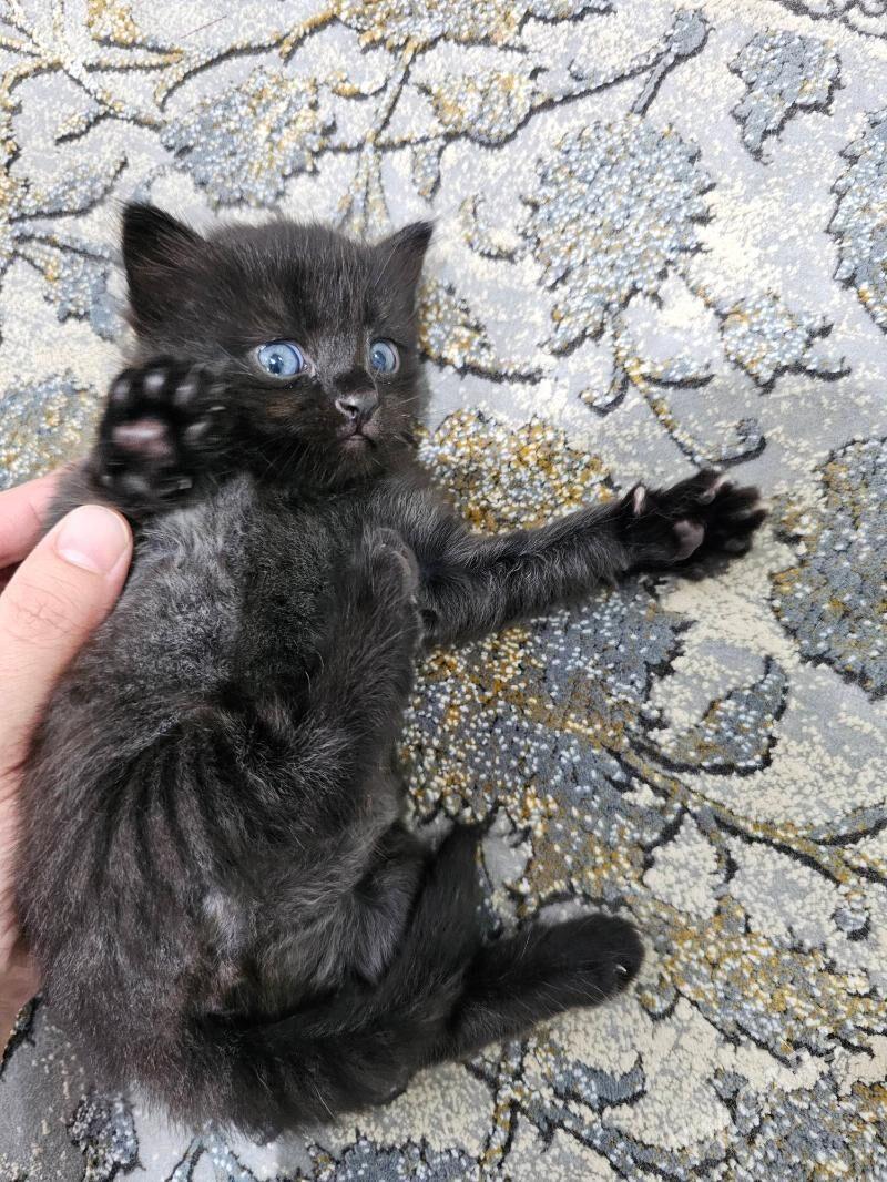 шотландский кот - Aşgabat - img 8