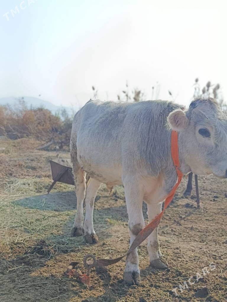 Okuz - Gökdepe - img 4