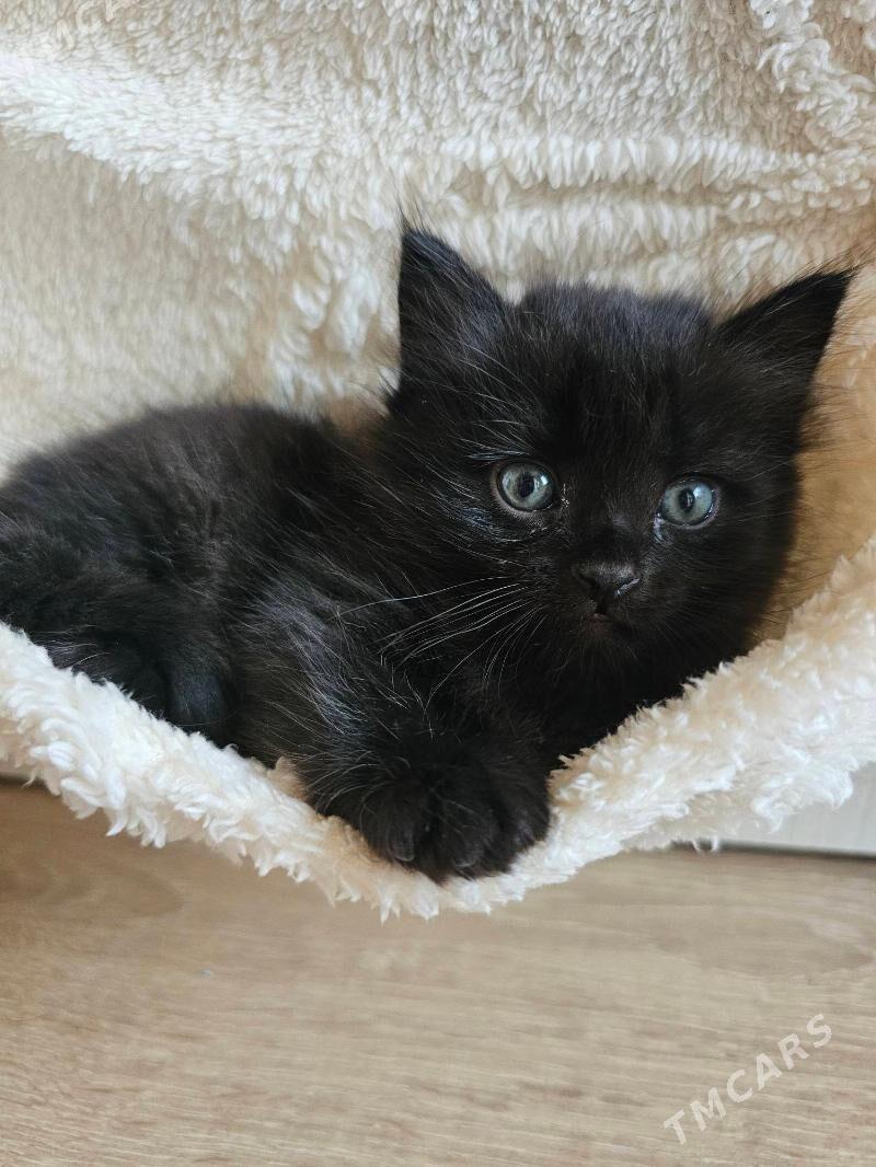 шотландский кот - Aşgabat - img 3