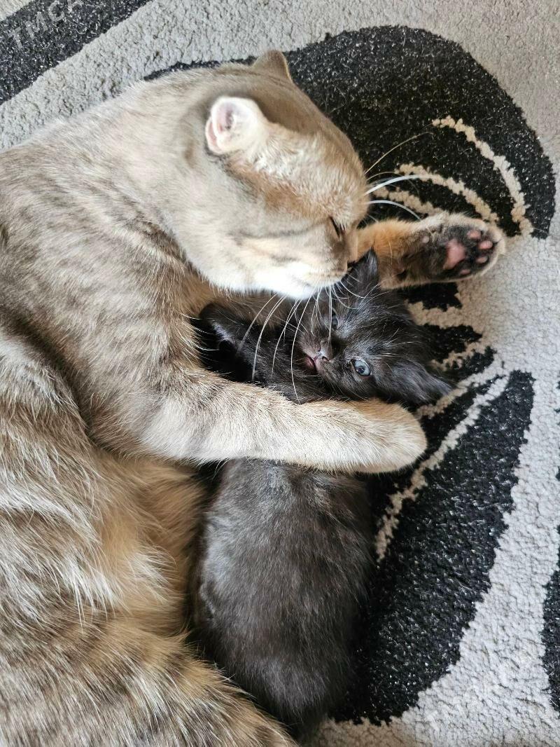 шотландский кот - Aşgabat - img 7