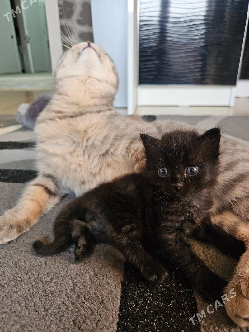 шотландский кот - Aşgabat - img 5