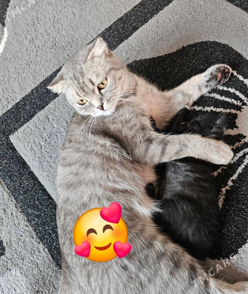 шотландский кот - Aşgabat - img 6