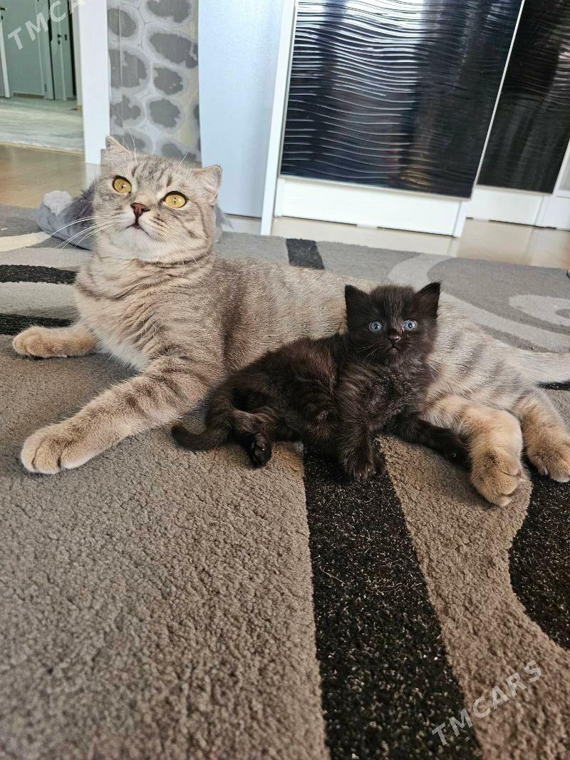 шотландский кот - Aşgabat - img 4