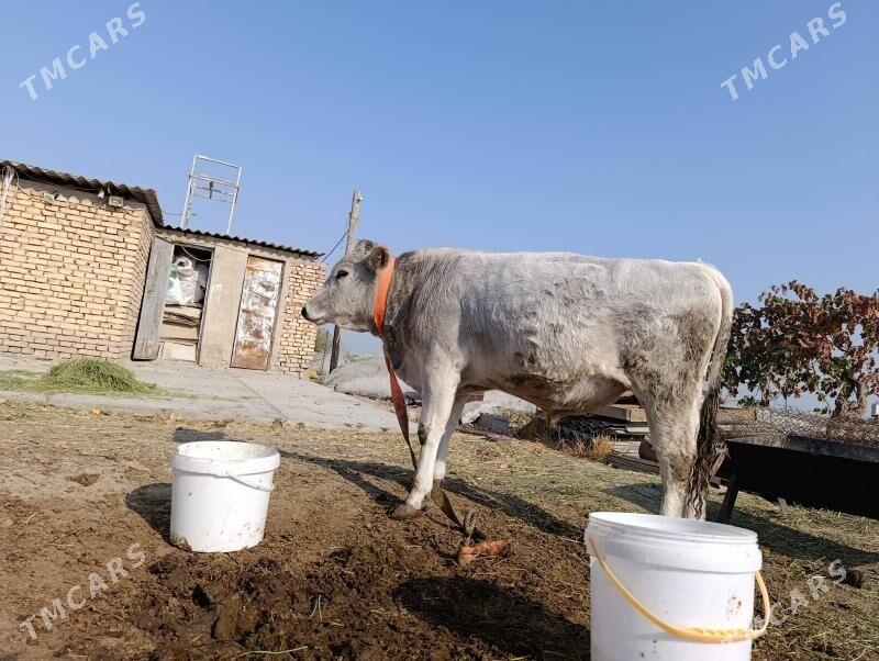 Okuz - Gökdepe - img 5