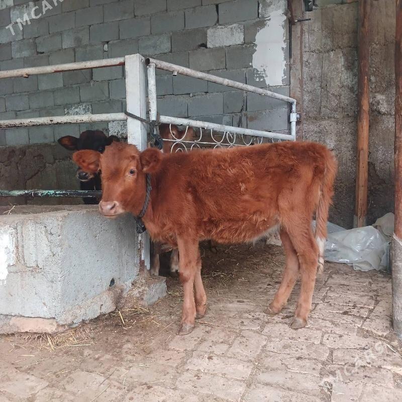 ÖKUZ - Büzmeýin - img 3