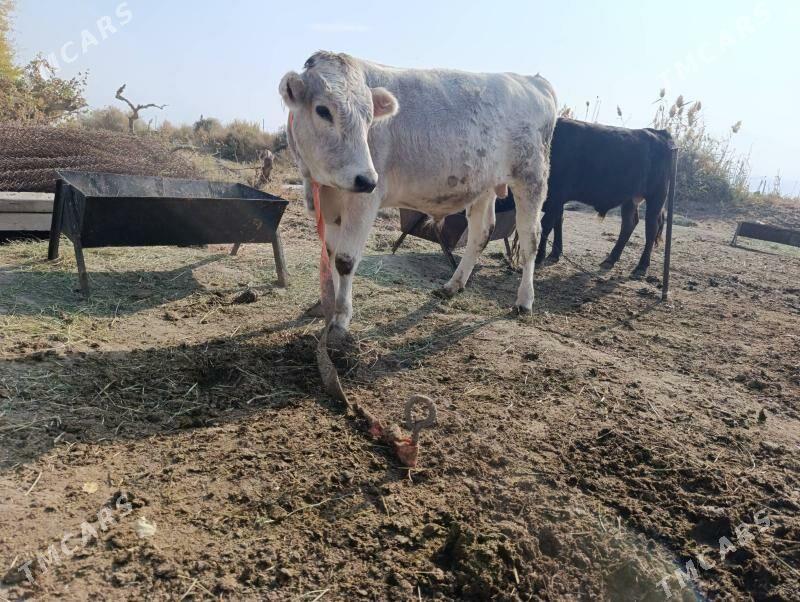 Okuz - Gökdepe - img 2