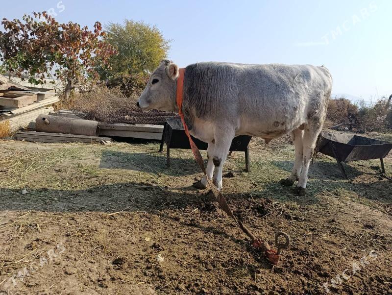 Okuz - Gökdepe - img 3