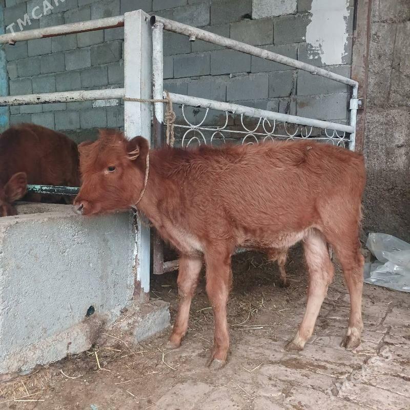 ÖKUZ - Büzmeýin - img 2