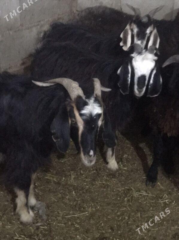 erkeç - Bäherden - img 2