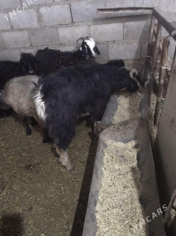 erkeç - Bäherden - img 3