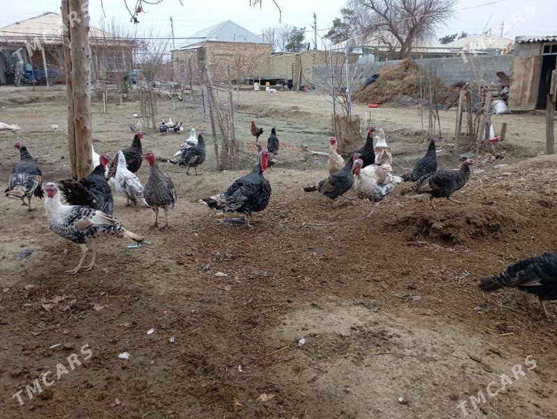 induk - Бахарден - img 2