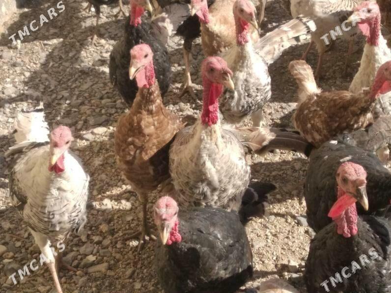 induk - Бахарден - img 1