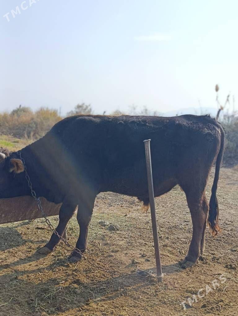 Okuz - Gökdepe - img 8