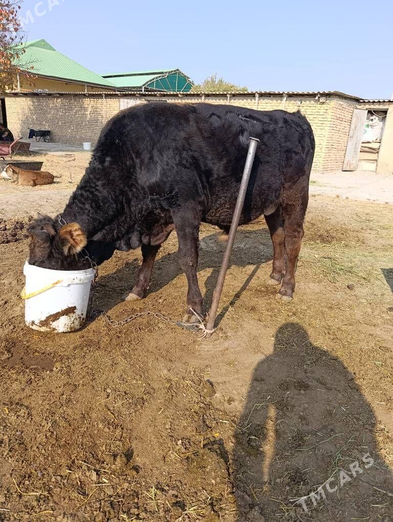 Okuz - Gökdepe - img 2