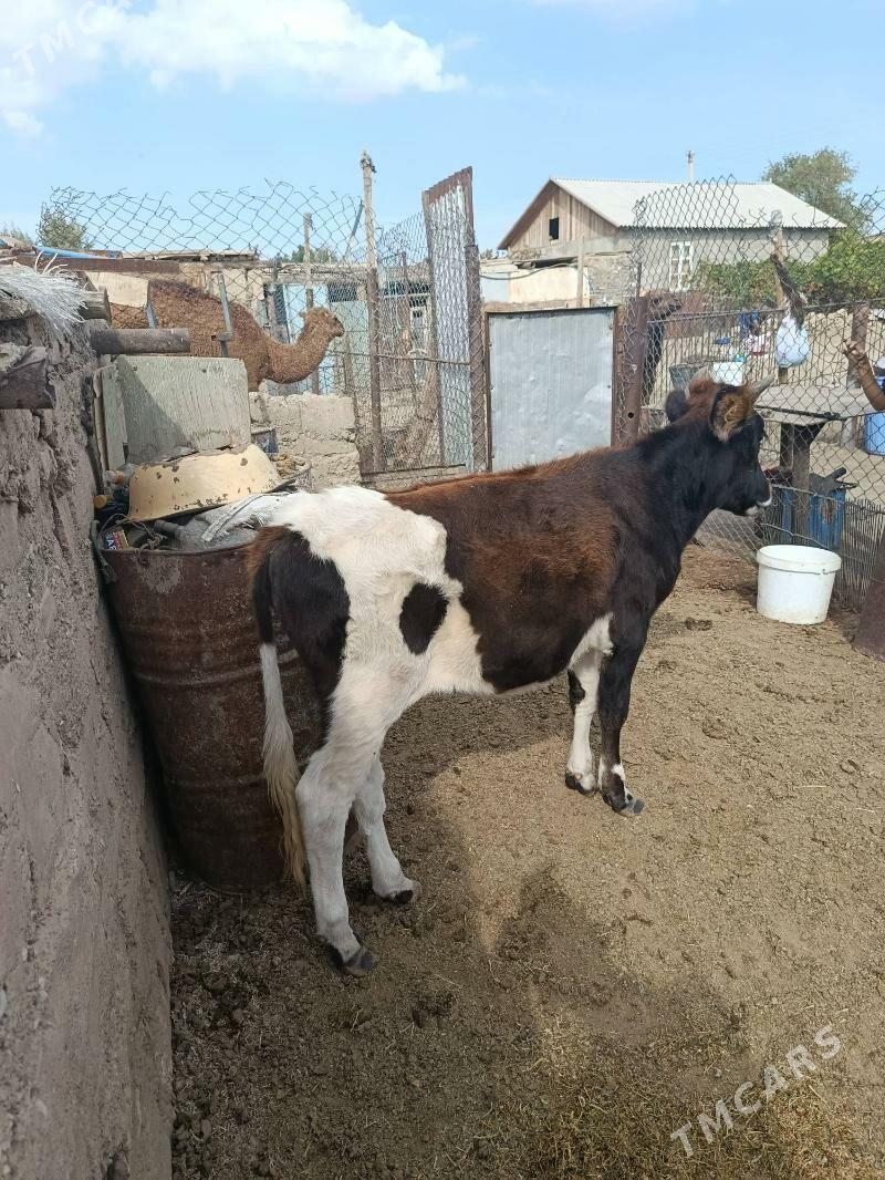 Gaçar - Balkanabat - img 2