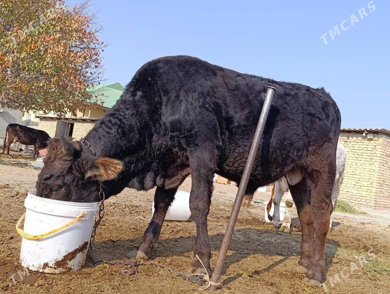 Okuz - Gökdepe - img 1