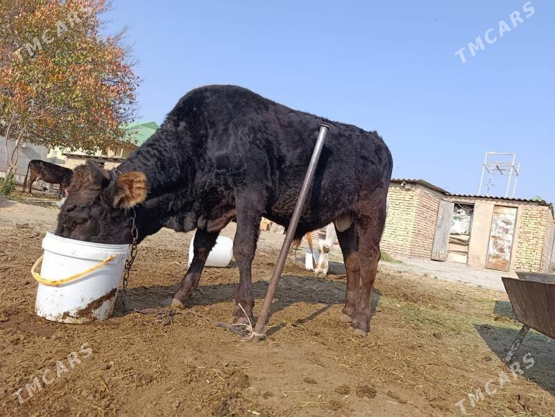 Okuz - Gökdepe - img 5