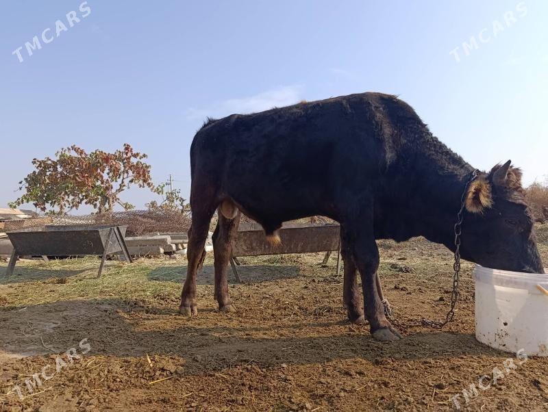 Okuz - Gökdepe - img 7