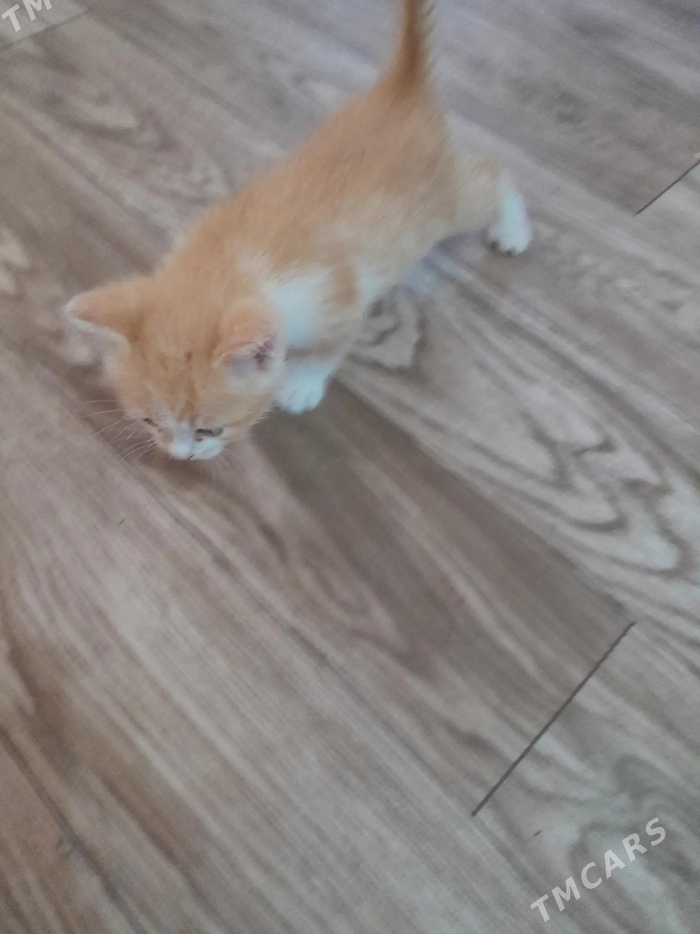 kotyati - Daşoguz - img 4