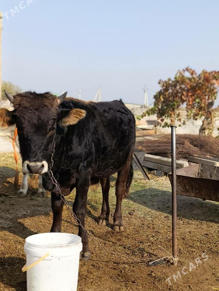 Okuz - Gökdepe - img 4