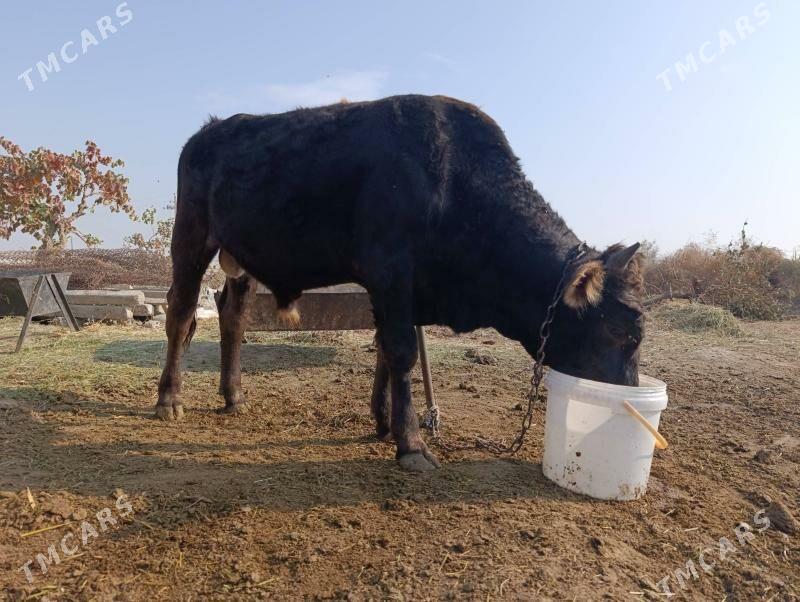 Okuz - Gökdepe - img 6