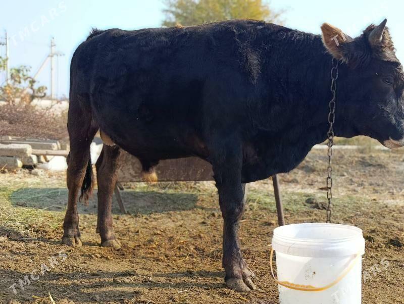 Okuz - Gökdepe - img 3