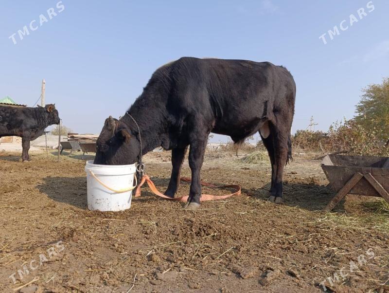 Okuz - Gökdepe - img 1