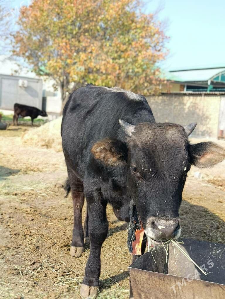 Okuz - Gökdepe - img 4