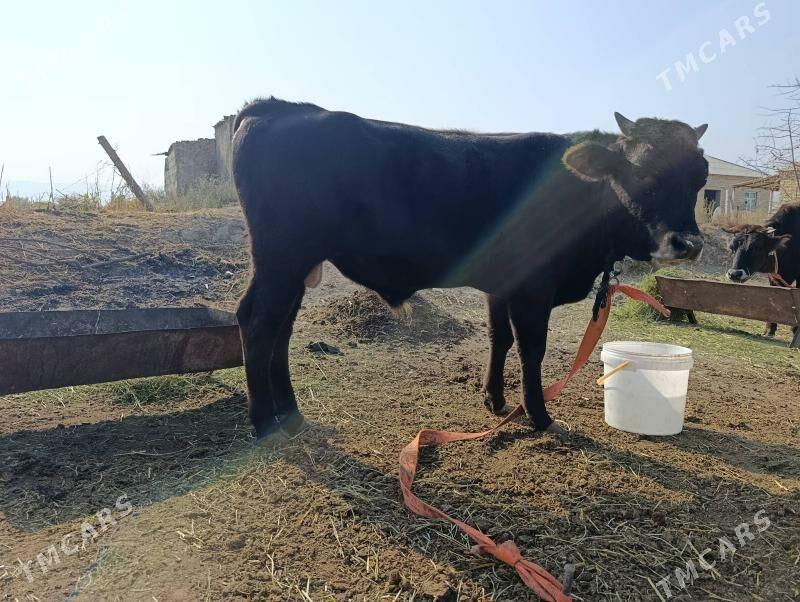 Okuz - Gökdepe - img 2