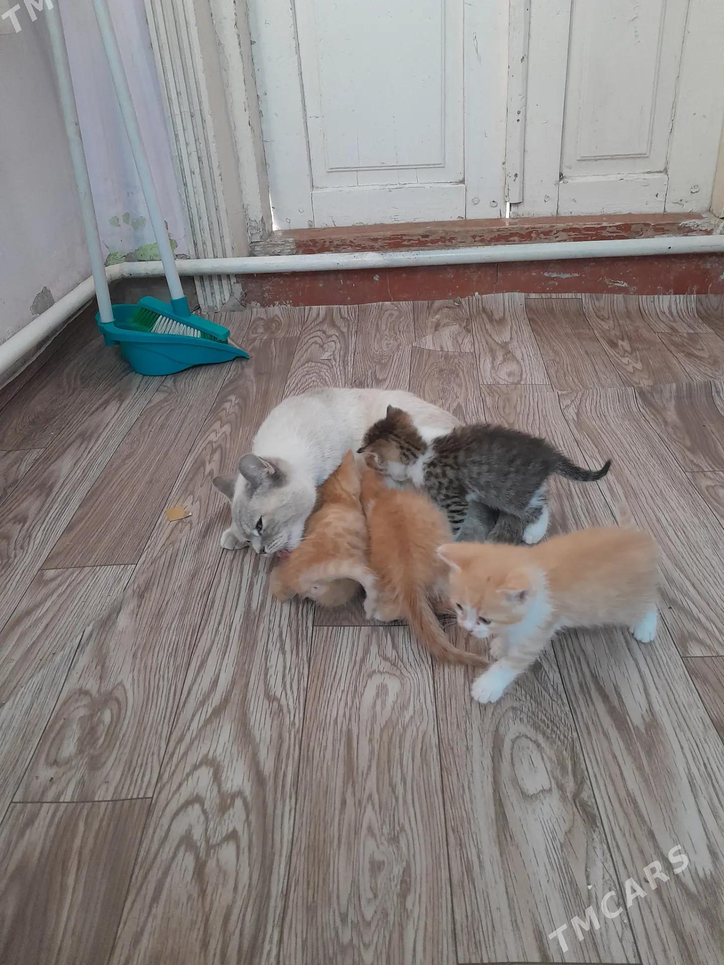 kotyati - Daşoguz - img 3