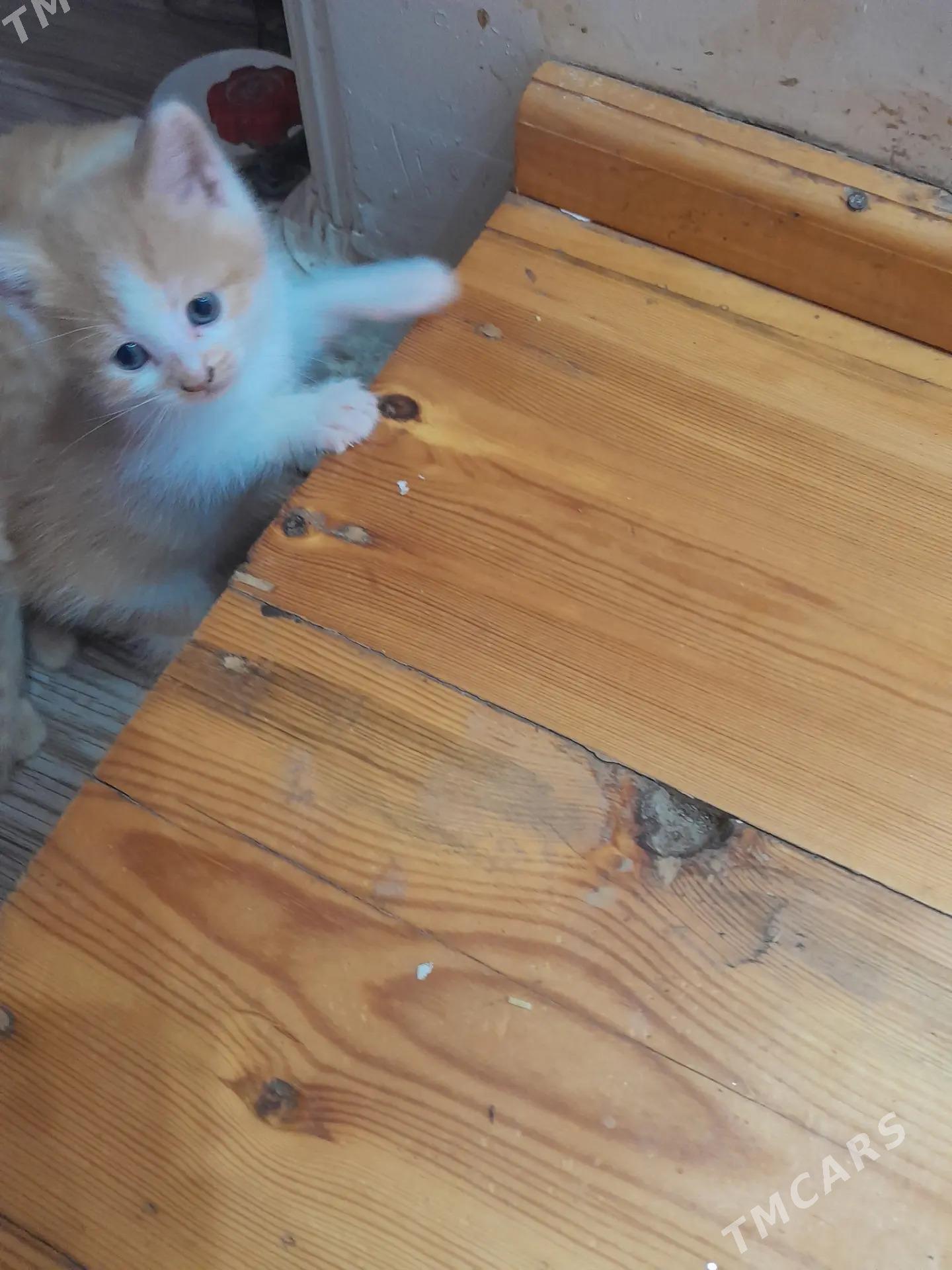 kotyati - Daşoguz - img 2