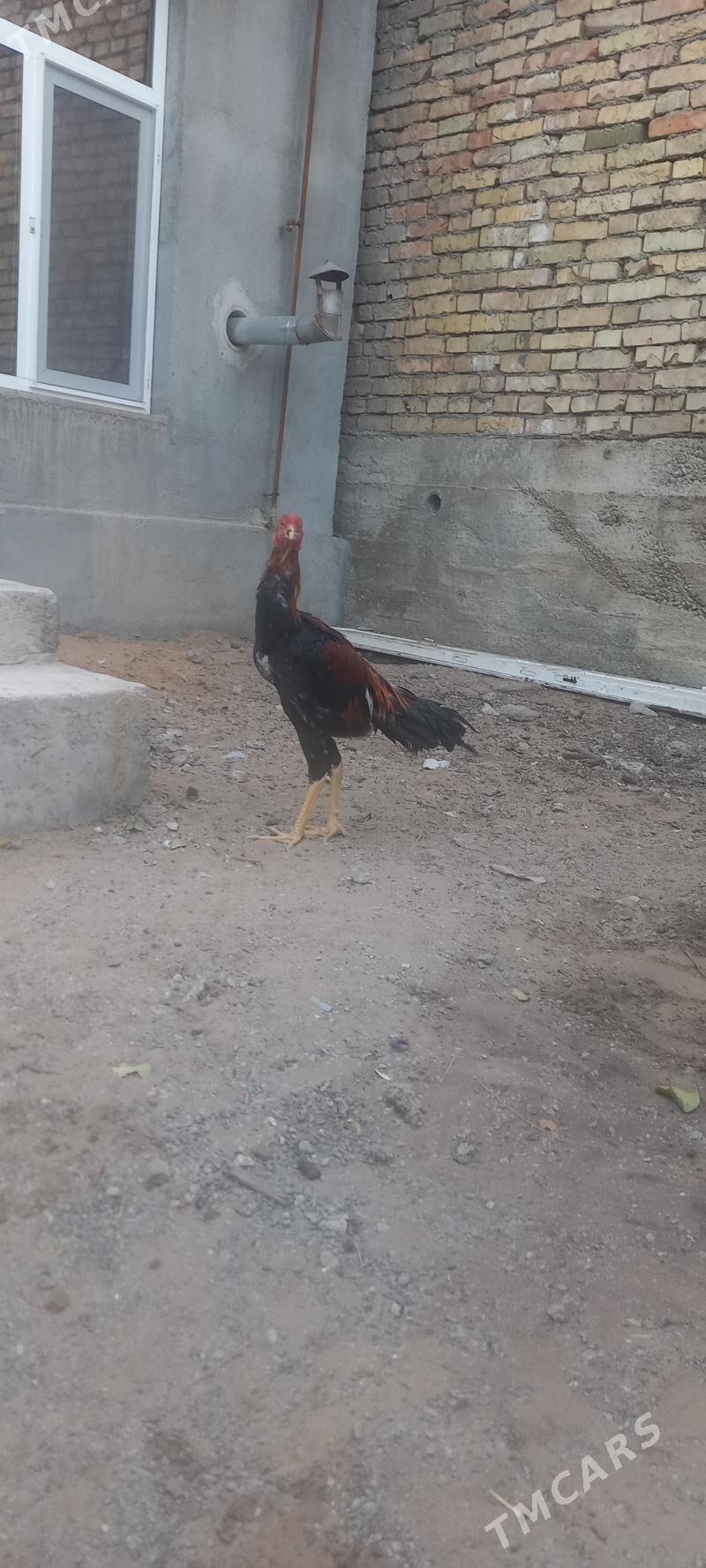 taskent - Ашхабад - img 3