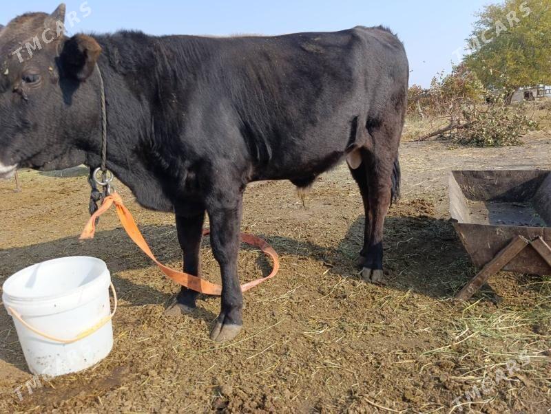 Okuz - Gökdepe - img 3