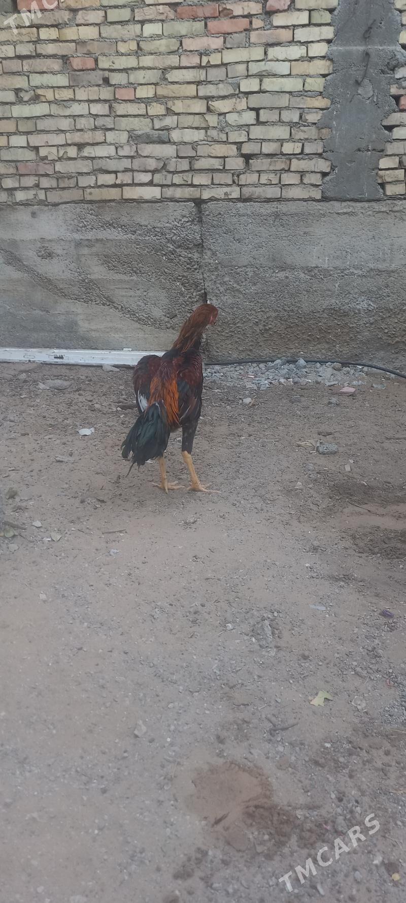 taskent - Ашхабад - img 2