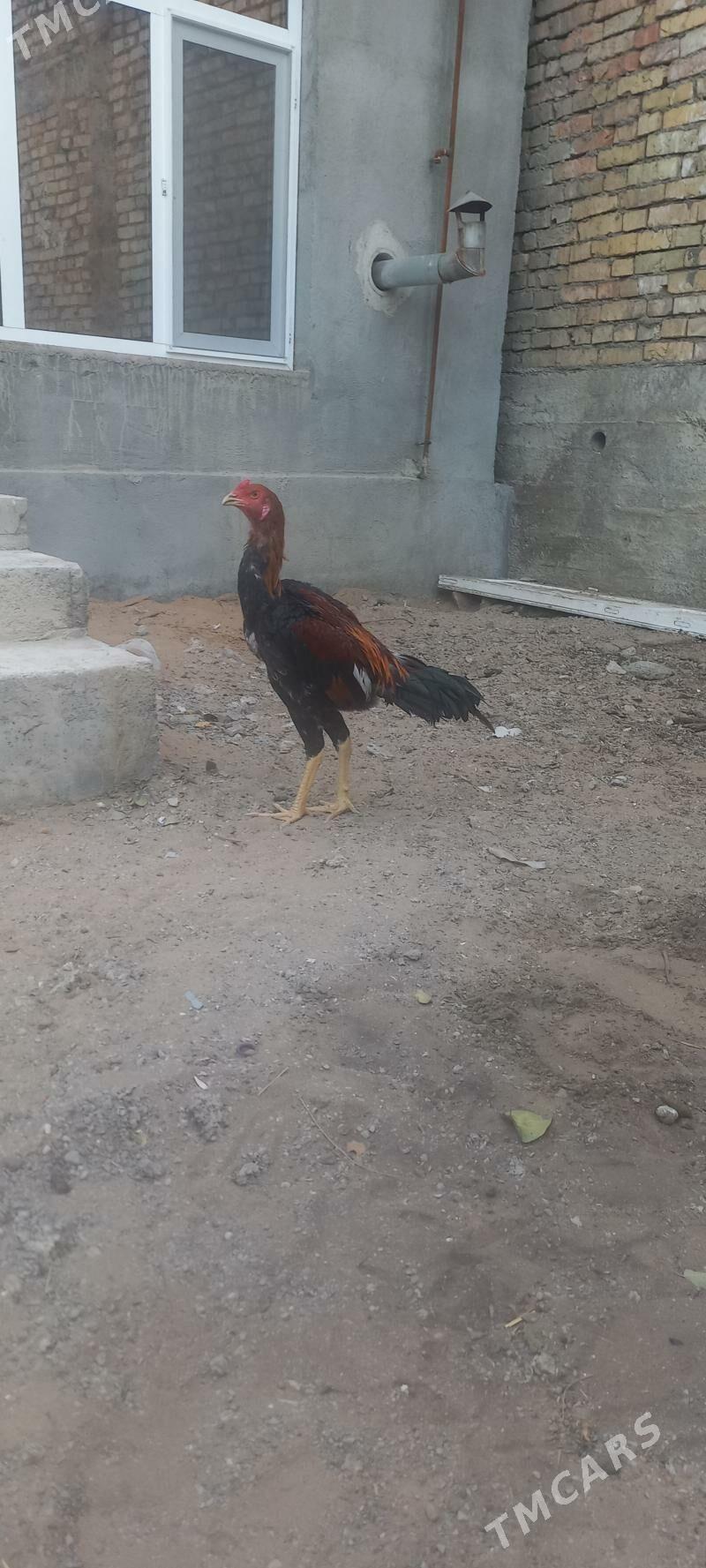 taskent - Ашхабад - img 4