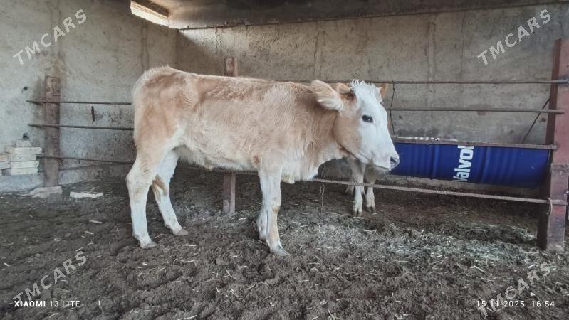 gibrit gulajyn - Мары - img 2