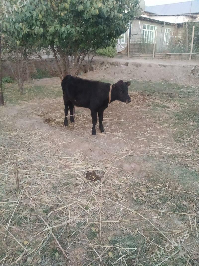 gacar - Daşoguz - img 6