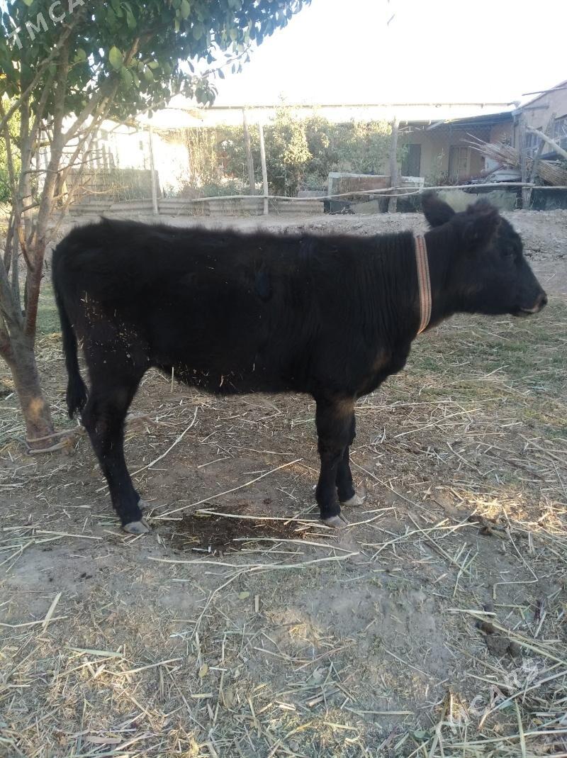 gacar - Daşoguz - img 2