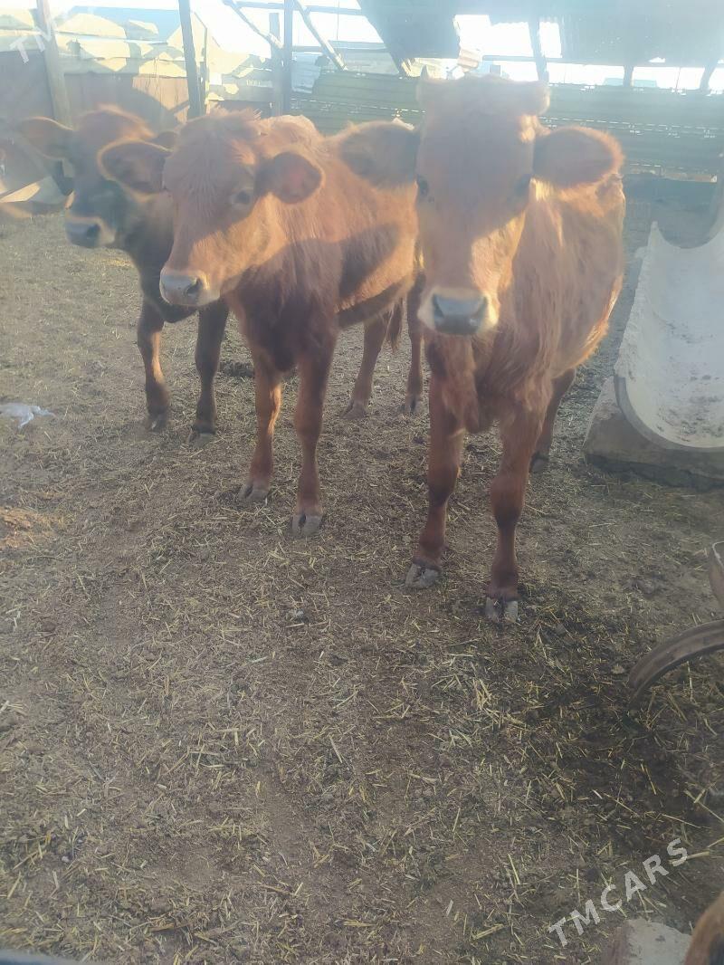 gole - Gyzylarbat - img 2