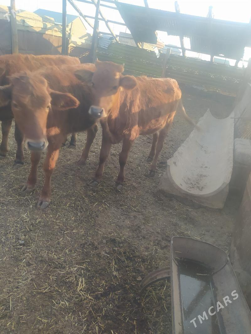 gole - Gyzylarbat - img 5