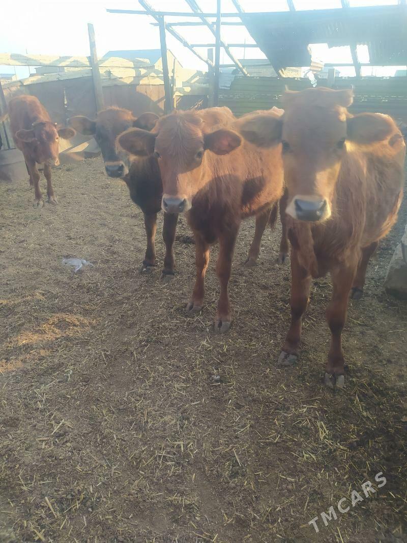 gole - Gyzylarbat - img 4