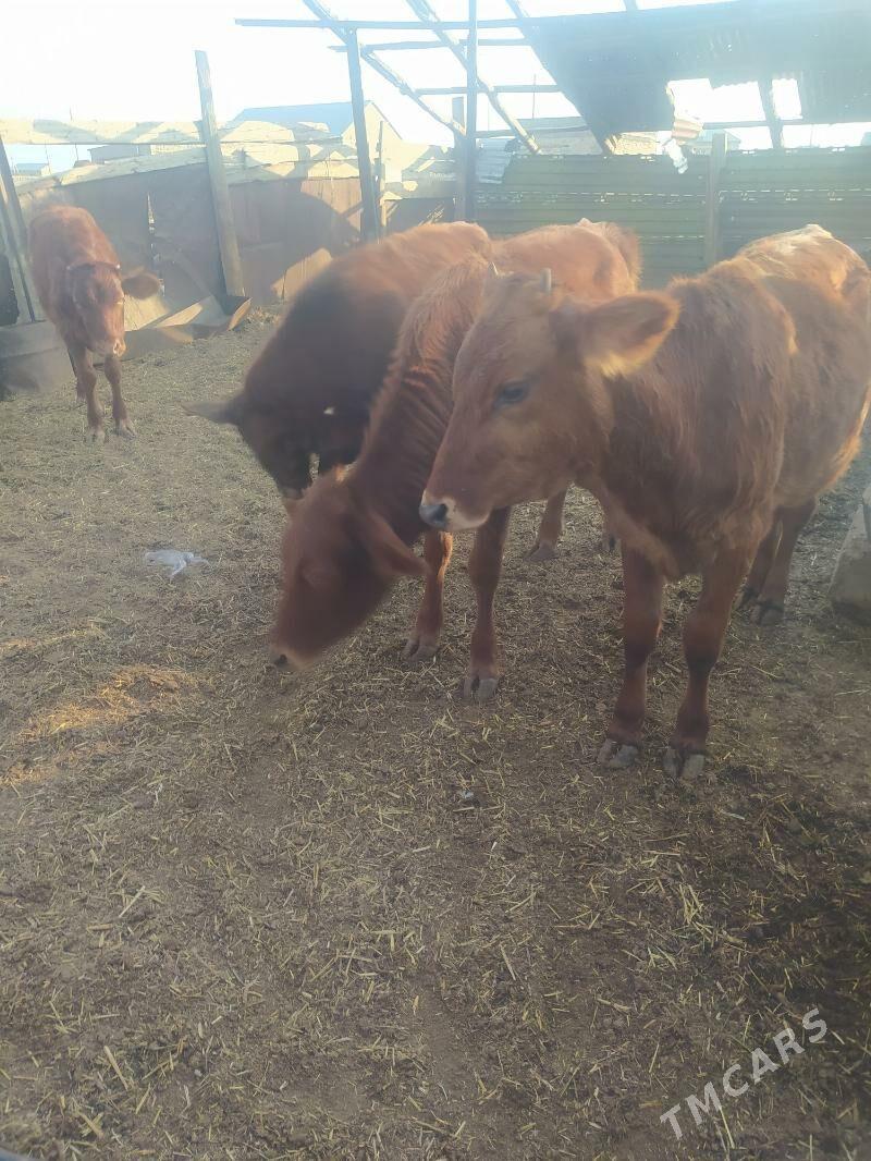 gole - Gyzylarbat - img 3