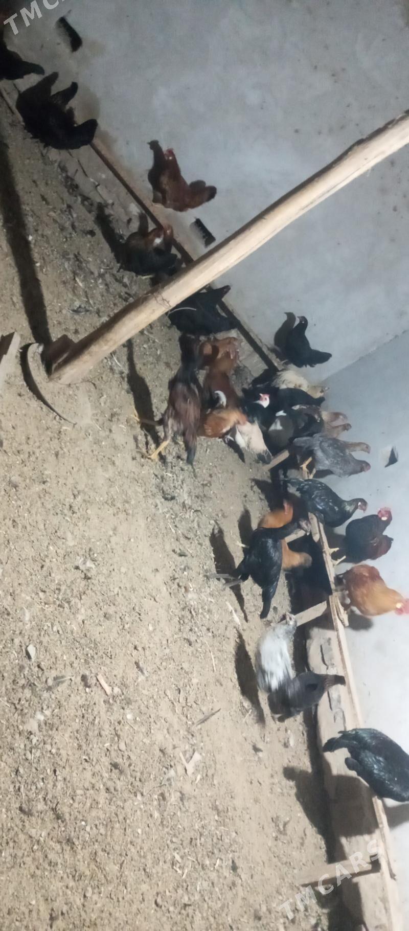 догуп дуран товук - Чарджоу - img 3